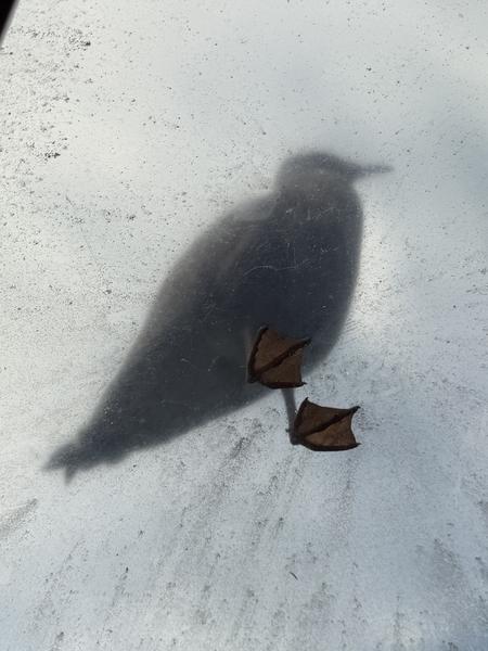 A striking abstract image captures the distinct shadow and webbed feet of a bird on a textured, light-colored surface